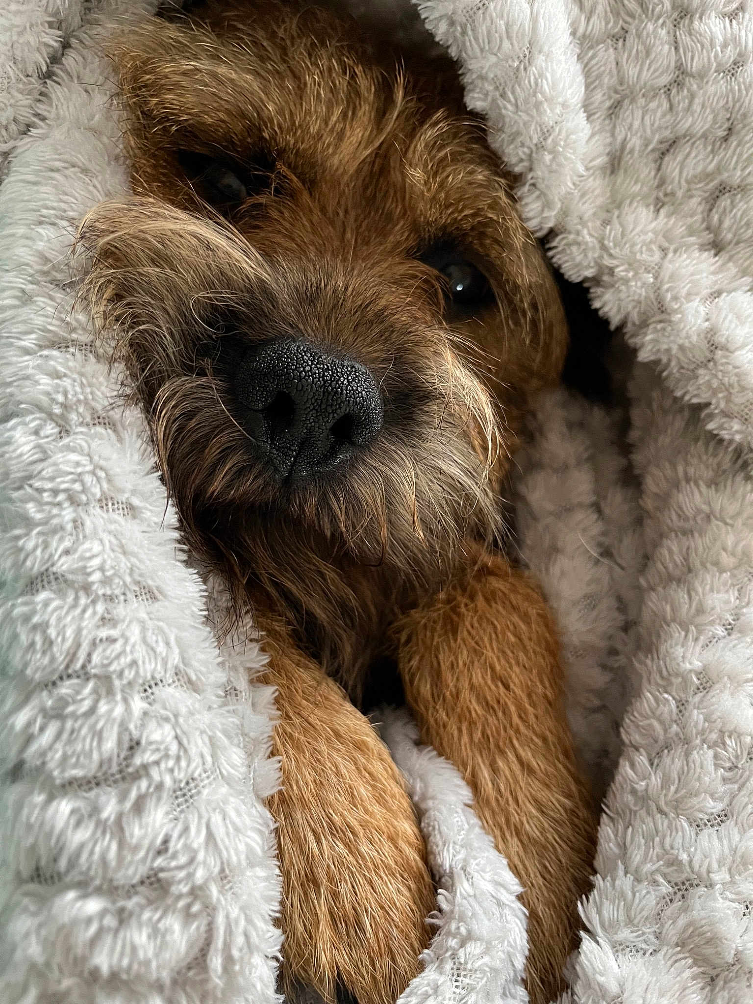 Murphy