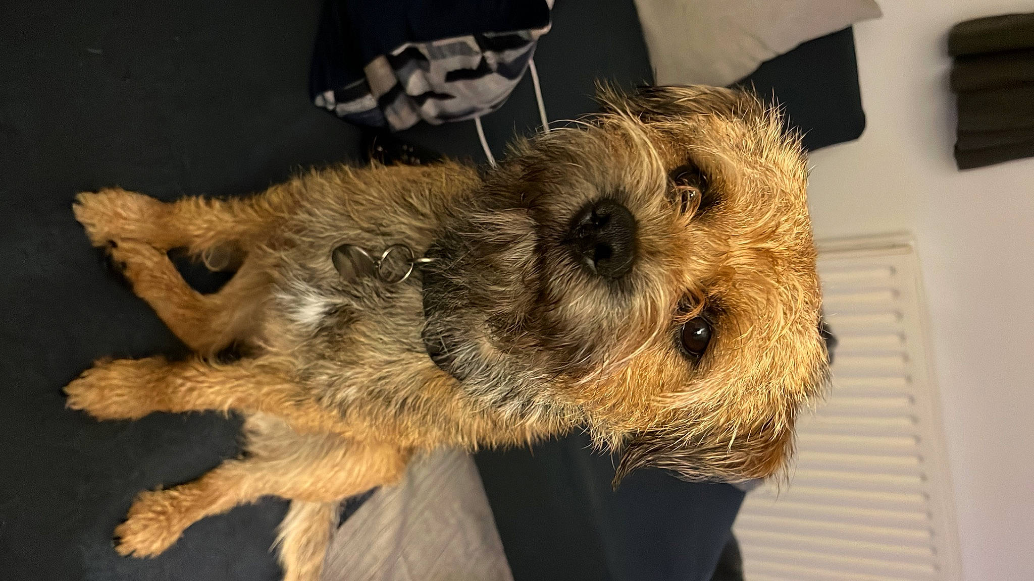 Murphy joined the competition — help win amazing prizes! bag, canidae, carnivore, companion_dog, dog, dog_breed, fur, small_terrier, snout, sporting_group, terrestrial_animal, terrier, toy_dog, welsh_terrier, working_animal