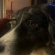 Sky a rejoint le concours — aidez-le/la à gagner de superbes lots ! animal, background, black, brown, calm, close_up, cozy, dim_lighting, dog, eye, face, fur, house, indoor, mirror, pet, portrait, reflection, texture, white
