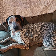 Sissy joined the competition — help win amazing prizes! animal, black, blanket, brown, companion, couch, dog, domestic_animal, ear, face, fur, indoor, laying_down, nail, paw, pet, relaxed, resting, spotted_dog, white