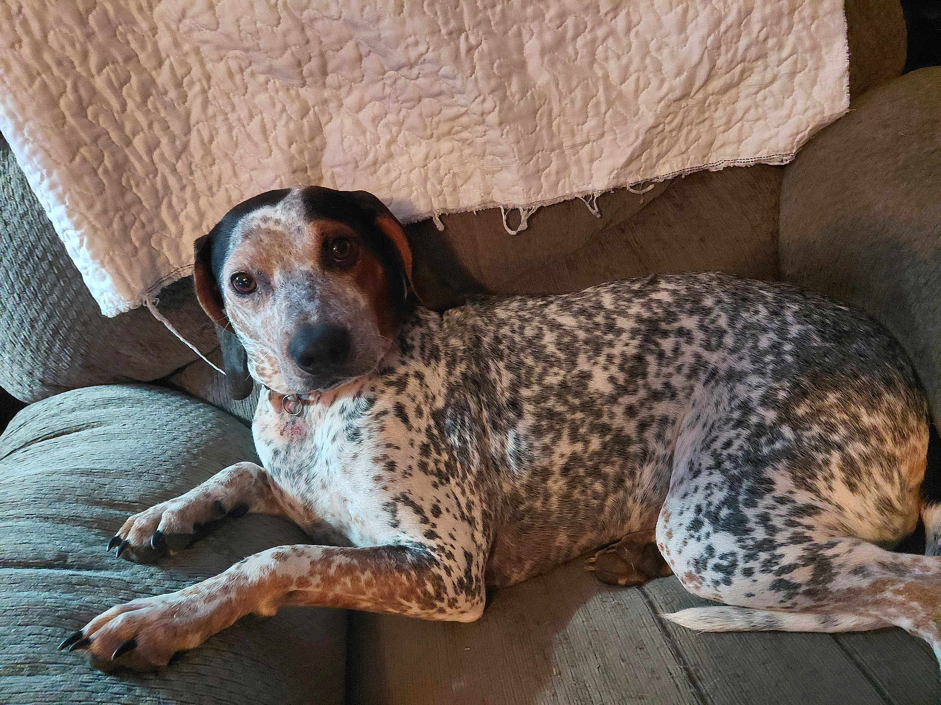 Sissy joined the competition — help win amazing prizes! animal, black, blanket, brown, companion, couch, dog, domestic_animal, ear, face, fur, indoor, laying_down, nail, paw, pet, relaxed, resting, spotted_dog, white