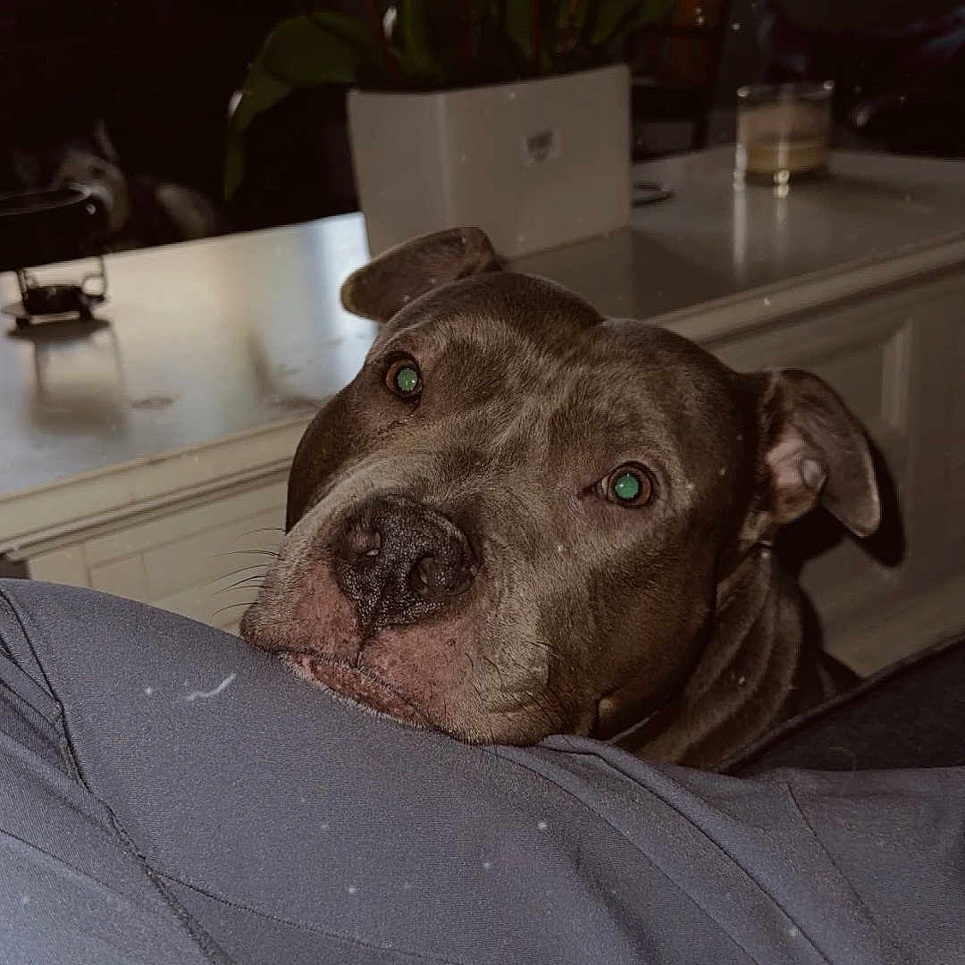 Rex joined the competition — help win amazing prizes! animal, bulldog, canine, computerhardware, dog, electronics, flower, flowerarrangement, hardware, indoors, interiordesign, monitor, pet, petal, pitbull, plant, pottedplant, puppy, purple, screen