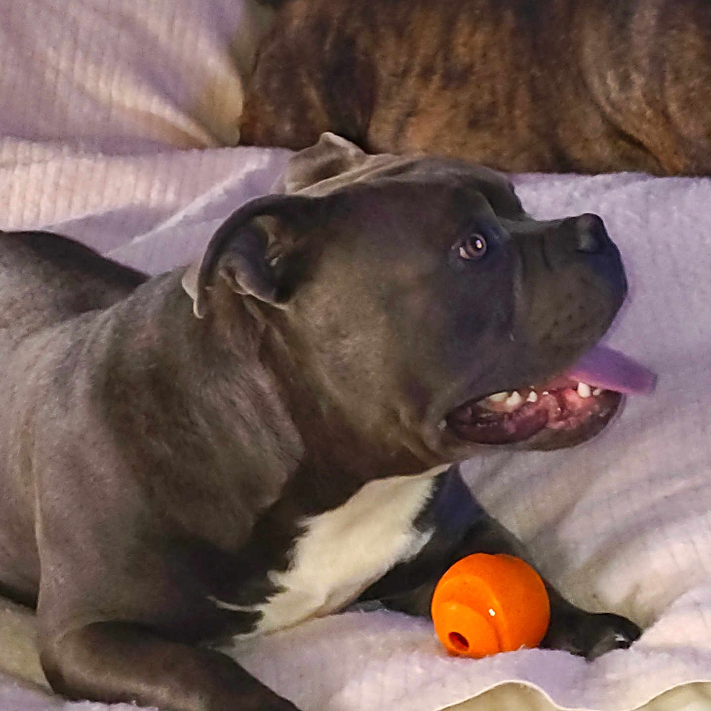 Royal Sterling Char is registered to the contest to win money with this photo: animal, bed, blanket, brown_dog, canine, companion, cozy, dog, fur, gray_dog, indoor, muzzle, paw, pet, playful, relaxed, resting, sleeping, tongue, toy