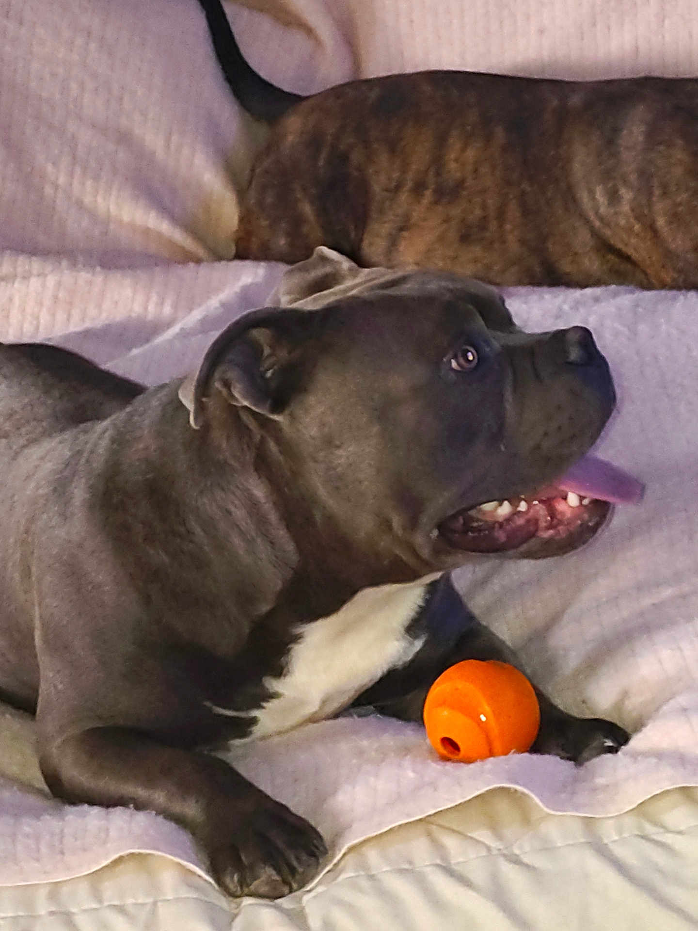 Royal Sterling Char is registered to the contest to win money with this photo: dog, toy, bed, blanket, animal, pet, indoor, tongue, playful, resting, cozy, fur, muzzle, paw, canine, companion, relaxed, sleeping, brown_dog, gray_dog