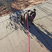 Royal Sterling Char is registered to the contest to win money with this photo: dog, leash, harness, concrete, shadow, outdoor, sunlight, dry, bush, rocky, path, pet, animal, happy, tongue_out, walking, nature, daytime, pavement, canine