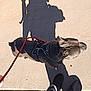 Royal Sterling Char is registered to the contest to win money with this photo: dog, leash, sidewalk, shadow, person, boots, leggings, outdoor, sunlight, pet, walking, pavement, gray_dog, canine, casual, daytime, footwear, human_shadow, animal, leisure