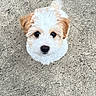 Chino is registered to the contest to win money with this photo: puppy, dog, cute, small_dog, fluffy, white_fur, tan_fur, looking_up, concrete, outdoor, pet, animal, adorable, young_dog, companion, friendly, curious, portrait, head, fur