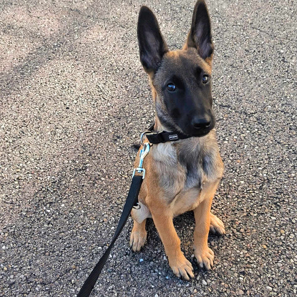 Luna participe au concours pour gagner de l'argent avec cette photo : accessories, animal, canine, dog, germanshepherd, leash, pet, policedog, puppy, snout, strap