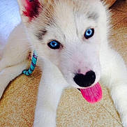 Flocon participe au concours pour gagner de l'argent avec cette photo :