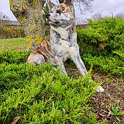 Leyka participe au concours pour gagner de l'argent avec cette photo : dog, brindle_coat, canine, outdoor, garden, shrubbery, tree_trunk, lichen, grass, overcast, portrait, sitting, collar, chain_collar, fur_texture, nature, leaf_litter, ground, bush, park