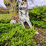 dog, brindle_coat, canine, outdoor, garden, shrubbery, tree_trunk, lichen, grass, overcast, portrait, sitting, collar, chain_collar, fur_texture, nature, leaf_litter, ground, bush, park