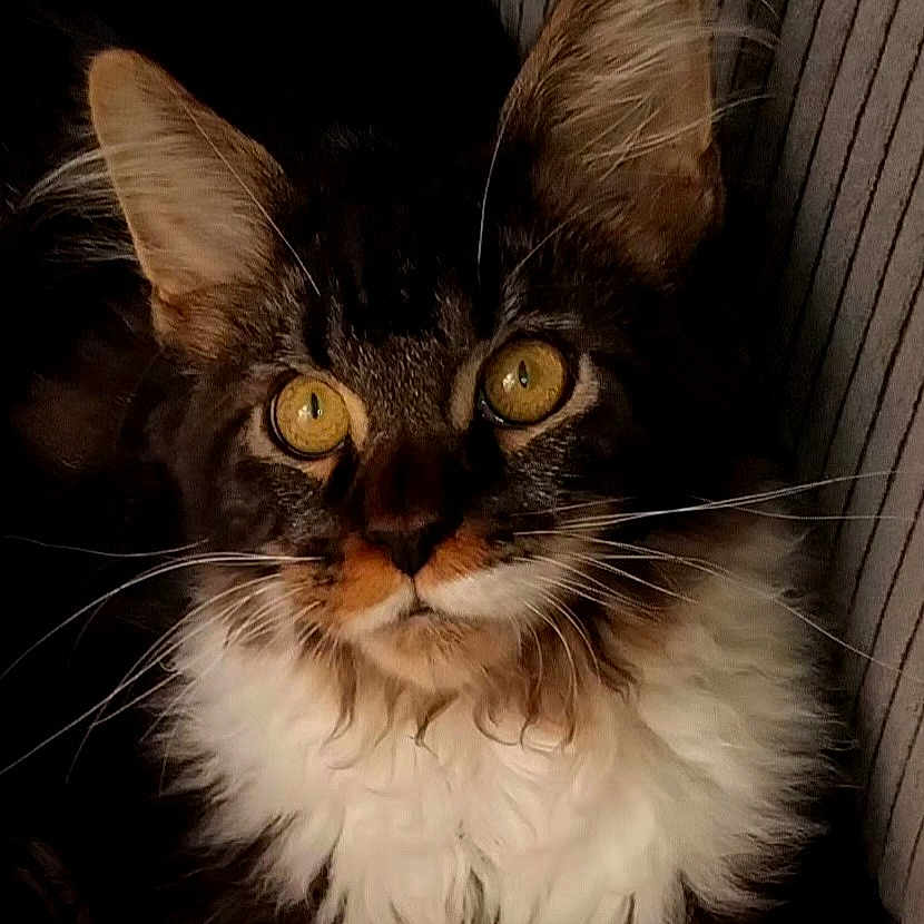Boston a rejoint le concours — aidez-le/la à gagner de superbes lots ! cat, kitten, long_hair, fluffy, black_fur, white_fur, brown_fur, golden_eyes, whiskers, ears, face, portrait, close_up, front_facing, pet, animal, indoor, striped_background, fur, alert