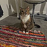 cat, tabby, indoor, carpet, rug, chair, floor, pet, animal, curious, sitting, feline, whiskers, ears, tail, home, cozy, colorful, pattern, domestic