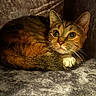 Canela joined the competition — help win amazing prizes! cat, tabby, pet, animal, feline, curled_up, resting, alert, whiskers, ears, paw, indoor, soft_texture, fur, close_up, cute, cozy, corner, dim_light, quiet
