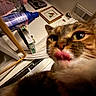 Canela is registered to the contest to win money with this photo: