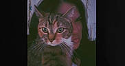 Canela is registered to the contest to win money with this photo: cat, tabby_cat, person, face, portrait, indoor, pet, animal, whiskers, fur, human, dark_hair, closeup, looking, eyes, nose, mouth, shoulder, wall, decor
