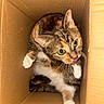 Canela joined the competition — help win amazing prizes! animal, cardboard_box, cat, close_up, confined_space, curious, cute, domestic_cat, feline, fur, indoor, looking_up, orange, pet, playful, small_space, tabby, tongue_out, whiskers, white_paws