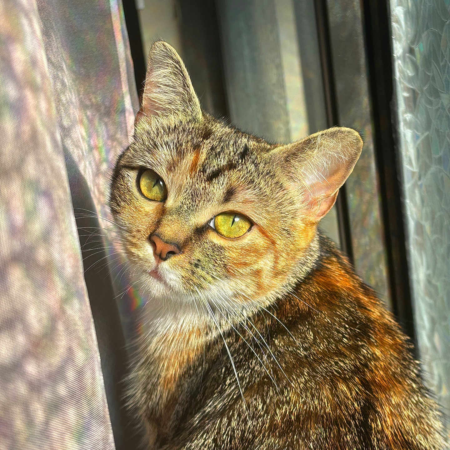 Canela is registered to the contest to win money with this photo: cat, tabby, pet, animal, feline, close_up, portrait, yellow_eyes, fur, window, sunlight, indoor, curtain, whiskers, looking, face, ears, domestic_animal, cute, cozy