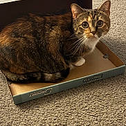 Canela is registered to the contest to win money with this photo: animal, box, cardboard_box, carpet, cat, cozy, curious, cute, domestic_animal, ears, feline, fur, indoor, looking, pet, sitting, small_box, tabby_cat, tail, whiskers