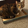 animal, box, cardboard_box, carpet, cat, cozy, curious, cute, domestic_animal, ears, feline, fur, indoor, looking, pet, sitting, small_box, tabby_cat, tail, whiskers