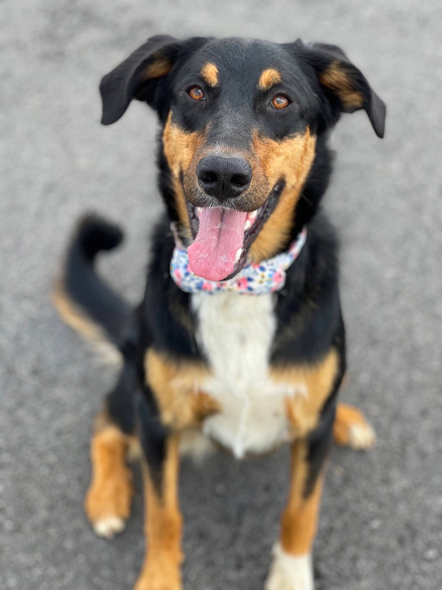 Rona participe au concours pour gagner de l'argent avec cette photo : ball, canidae, carnivore, collar, companion_dog, dog, dog_breed, fur, guard_dog, herding_dog, hunting_dog, paw, puppy, snout, sporting_group, terrestrial_animal, whiskers, working_animal, working_dog