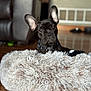 animal, black, brown, collar, curious, cute, dog, dog_bed, ears, flooring, fluffy, french_bulldog, furniture, household, indoor, leather_chair, pet, pet_bed, portrait, wooden_floor