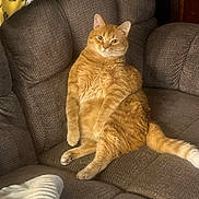 Oliver is registered to the contest to win money with this photo: armchair, blanket, cat, clothing, couch, cozy, ears, eyes, feline, fluffy_tail, furniture, ginger_cat, indoor, lounging, orange_tabby, pet, portrait, sitting, striped_fur, whiskers