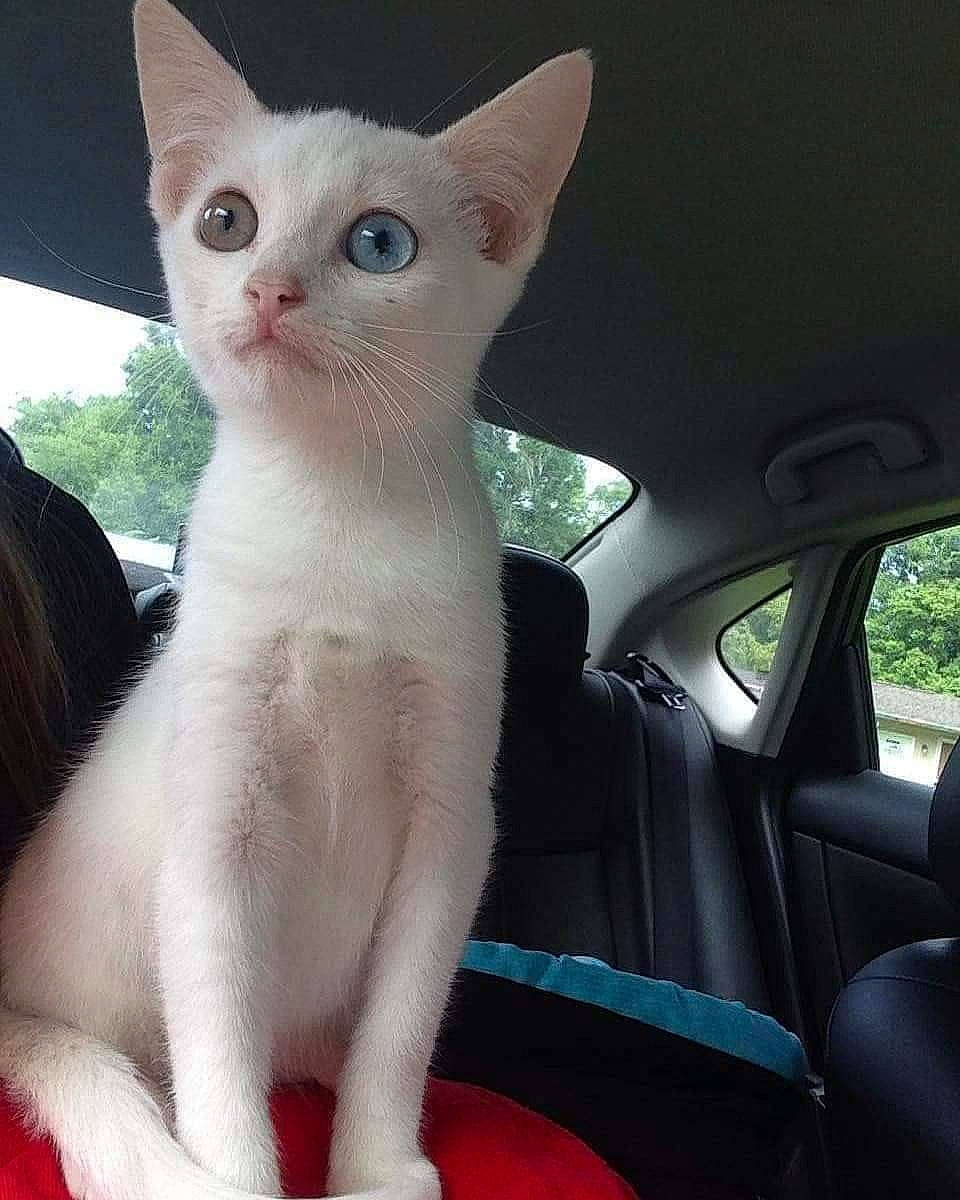 Atreyu is registered to the contest to win money with this photo: asian, burmilla, carnivore, cat, colorpoint_shorthair, cornish_rex, devon_rex, felidae, german_rex, javanese, khao_manee, kitten, mammal, small_to_medium_sized_cats, tail, turkish_angora, vertebrate, whiskers