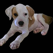 Henry is registered to the contest to win money with this photo: adorable, animal, black_background, brown, companion, cute, dog, domestic, ears, fur, isolated, laying_down, paws, pet, portrait, puppy, relaxed, small, white, young