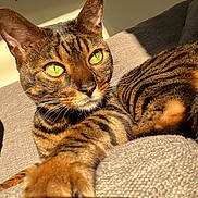Thomas is registered to the contest to win money with this photo: cat, tabby_cat, close_up, green_eyes, paw, striped_fur, sunlight, indoor, couch, relaxing, pet, whiskers, feline, cozy, furniture, animal, domestic_cat, portrait, warm_light, resting