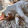 cat, orange_and_white, sleeping, relaxed, close_up, whiskers, paw, floral_blanket, indoor, sunlight, pet, cute, feline, resting, cozy, fur, animal, domestic_cat, nap, comfort
