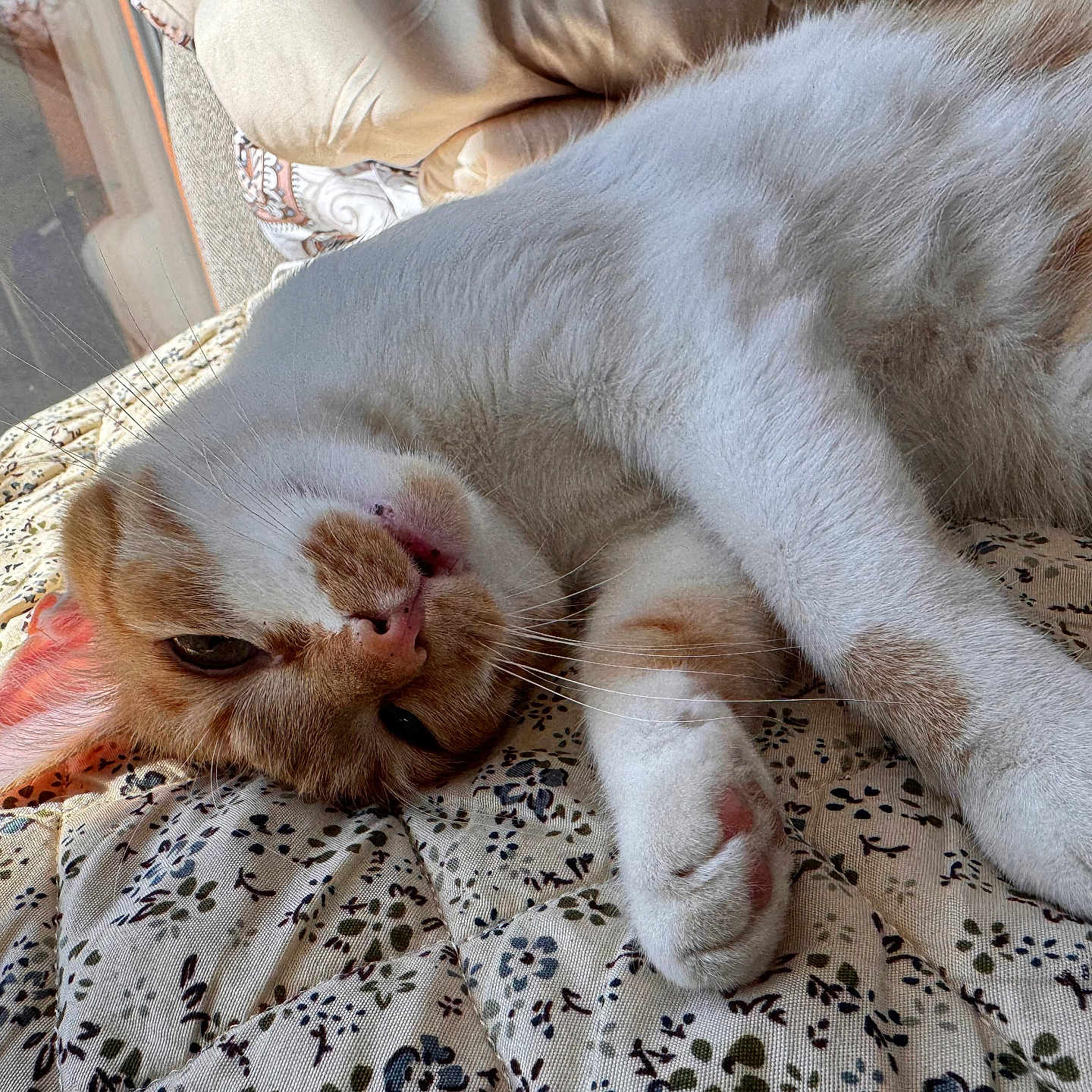 Fifi