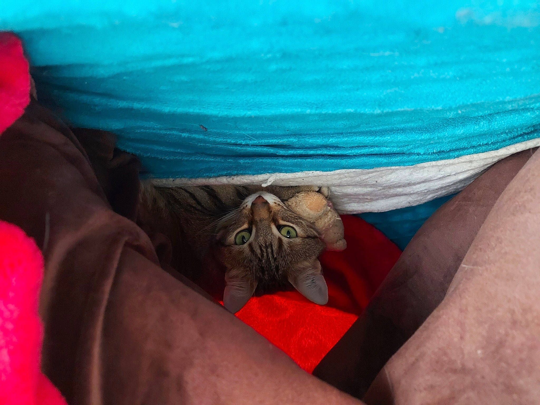 Misha a rejoint le concours — aidez-le/la à gagner de superbes lots ! bed, bedding, carnivore, cat, close_up, comfort, electric_blue, felidae, finger, fur, grey, linens, magenta, pillow, sleeve, small_to_medium_sized_cats, textile, whiskers, wrinkle, wrist