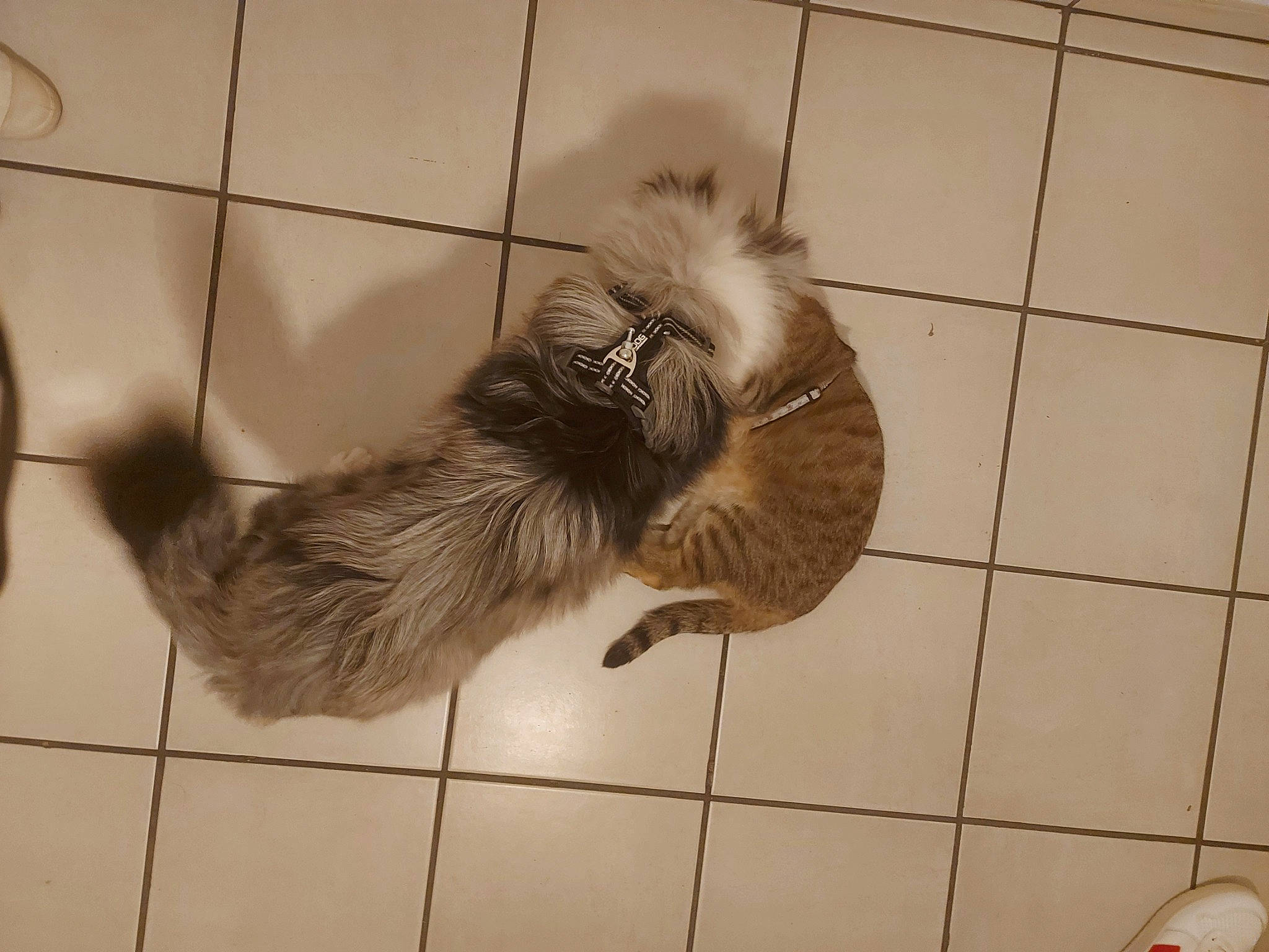 Misha participe au concours pour gagner de l'argent avec cette photo : claw, companion_dog, dog_breed, fawn, feather, felidae, flooring, fur, line, liver, monochrome, pet_supply, small_to_medium_sized_cats, snout, sporting_group, tail, terrestrial_animal, tile, whiskers, wing