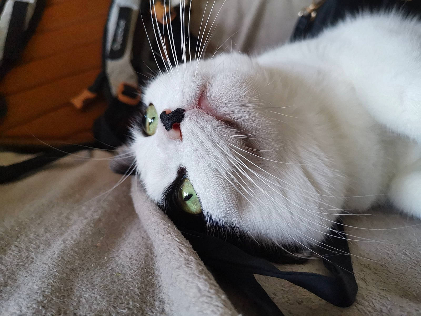 Masha participe au concours pour gagner de l'argent avec cette photo : carnivore, cat, claw, felidae, fur, mammal, paw, ragdoll, small_to_medium_sized_cats, snout, tail, turkish_van, whiskers