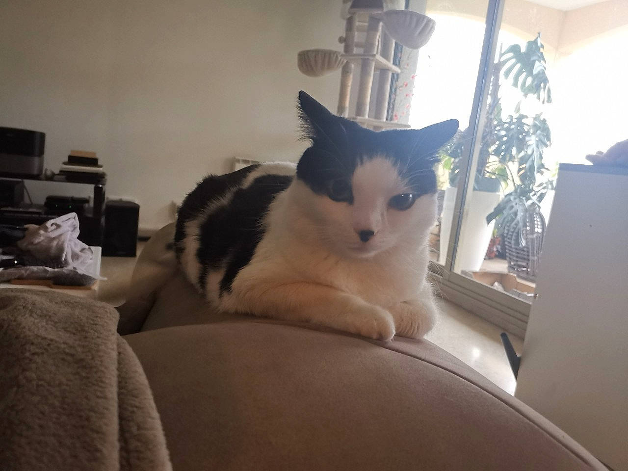 Masha participe au concours pour gagner de l'argent avec cette photo : carnivore, cat, chair, felidae, fur, furniture, interior_design, kitten, room, small_to_medium_sized_cats, whiskers, window