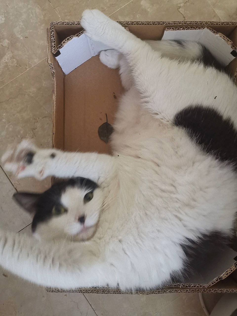 Masha participe au concours pour gagner de l'argent avec cette photo : carnivore, cat, felidae, fur, small_to_medium_sized_cats, whiskers