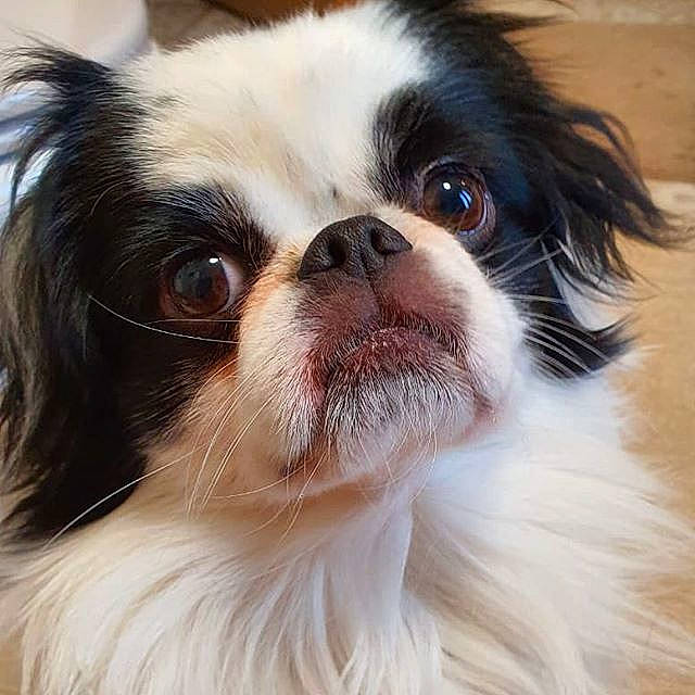 Onyx participe au concours pour gagner de l'argent avec cette photo : ancient_dog_breeds, canidae, carnivore, chinese_imperial_dog, close_up, companion_dog, dog, dog_breed, eye, japanese_chin, mammal, nose, pekingese, phalene, rare_breed_dog, snout, sporting_group, toy_dog, vertebrate, whiskers