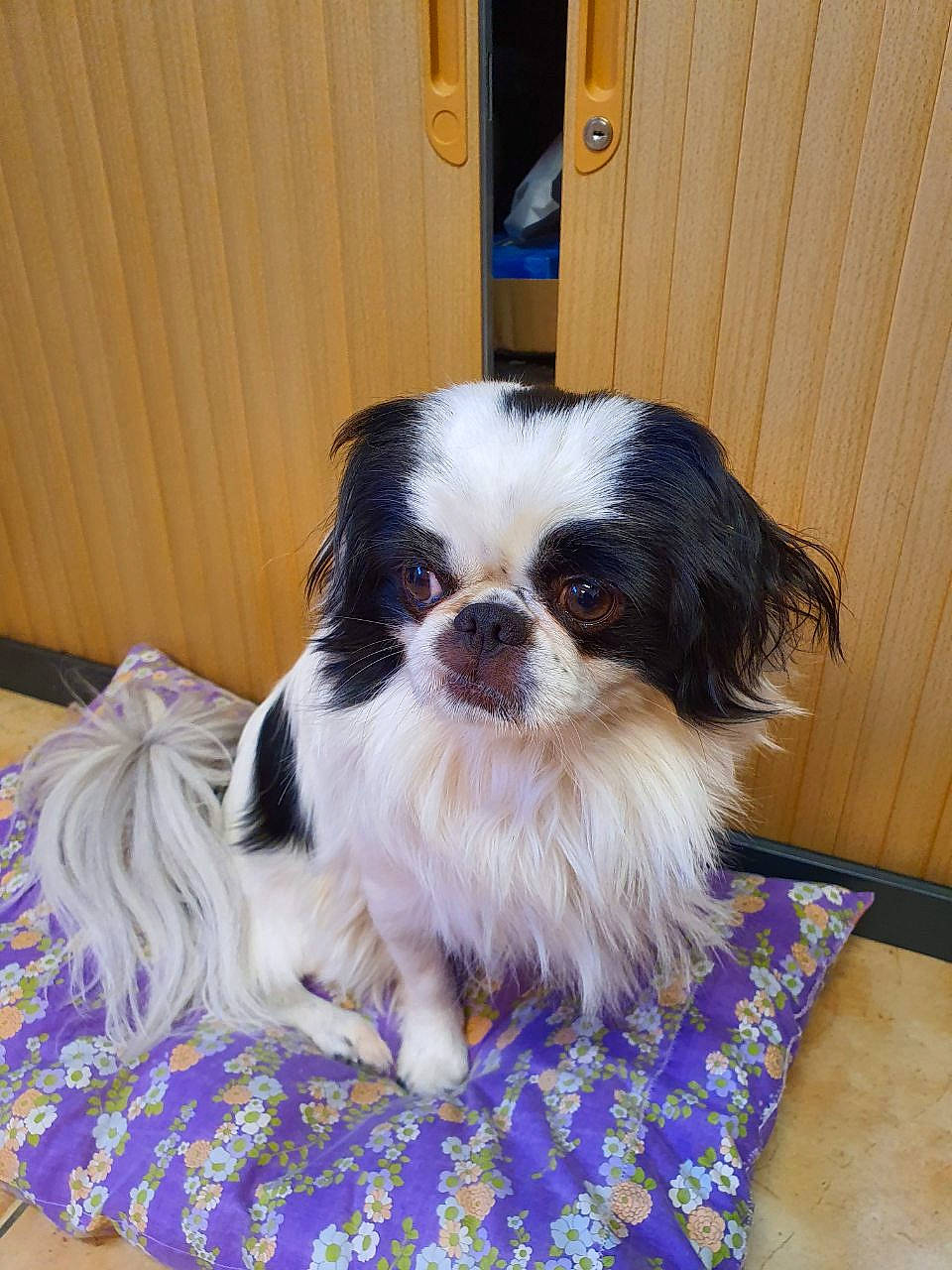 Onyx a rejoint le concours — aidez-le/la à gagner de superbes lots ! canidae, carnivore, chinese_imperial_dog, companion_dog, dog, dog_breed, fawn, japanese_chin, mammal, pekingese, phalene, puppy, rare_breed_dog, shih_tzu, snout, sporting_group, toy_dog, vertebrate, whiskers