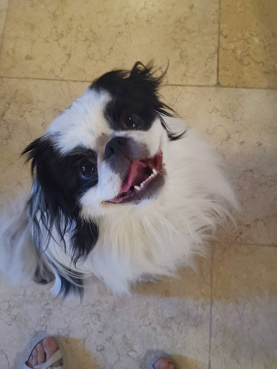 Onyx a rejoint le concours — aidez-le/la à gagner de superbes lots ! canidae, carnivore, chinese_imperial_dog, companion_dog, dog, dog_breed, japanese_chin, mammal, papillon, pekingese, phalene, rare_breed_dog, snout, sporting_group, toy_dog, vertebrate