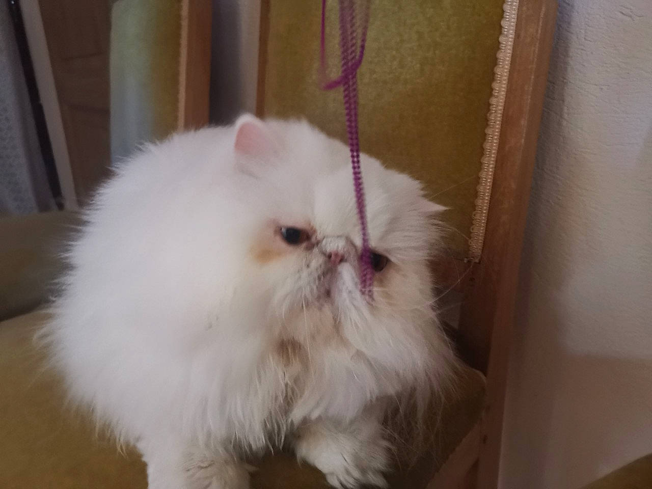 Mystère participe au concours pour gagner de l'argent avec cette photo : asian_semi_longhair, british_longhair, british_semi_longhair, carnivore, cat, domestic_long_haired_cat, eye, fawn, felidae, fur, himalayan, iris, mammal, napoleon_cat, nose, persian, skin, small_to_medium_sized_cats, snout, whiskers