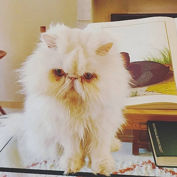 Mystère a rejoint le concours — aidez-le/la à gagner de superbes lots ! british_longhair, british_semi_longhair, carnivore, cat, domestic_long_haired_cat, eye, fawn, felidae, fur, glasses, himalayan, kitten, napoleon_cat, nose, persian, small_to_medium_sized_cats, snout, whiskers