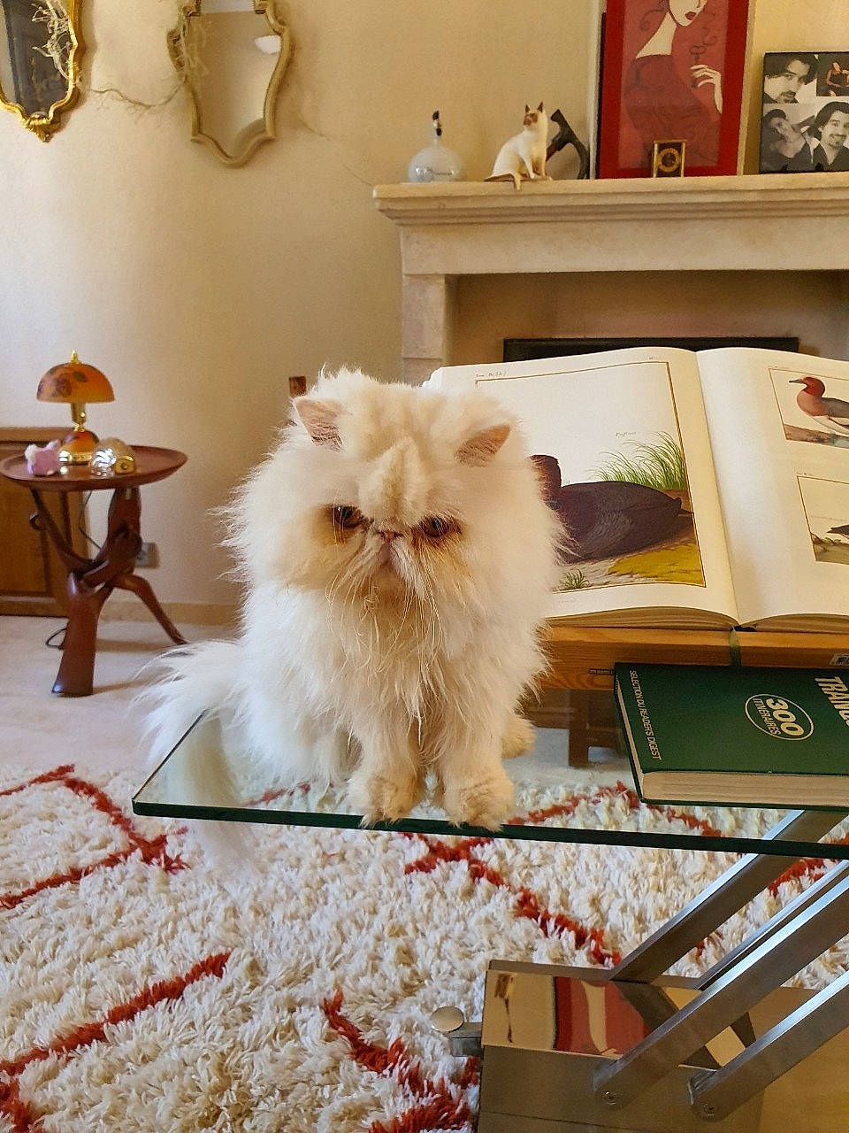 Mystère a rejoint le concours — aidez-le/la à gagner de superbes lots ! british_longhair, british_semi_longhair, carnivore, cat, domestic_long_haired_cat, fawn, felidae, flooring, fur, himalayan, home, interior_design, kitten, mammal, persian, ragamuffin, room, selkirk_rex, small_to_medium_sized_cats, whiskers
