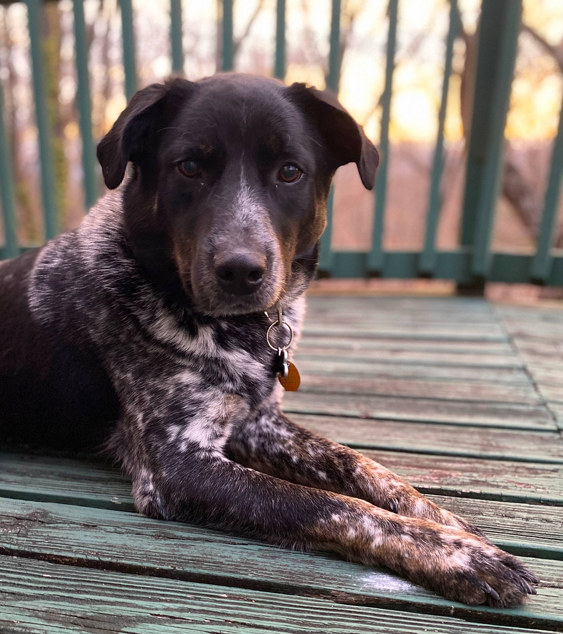 Gunner is registered to the contest to win money with this photo: borador, canidae, carnivore, companion_dog, dog, dog_breed, dog_collar, fawn, fence, guard_dog, non_sporting_group, paw, plant, sporting_group, street_dog, terrestrial_animal, whiskers, wood, working_animal, working_dog