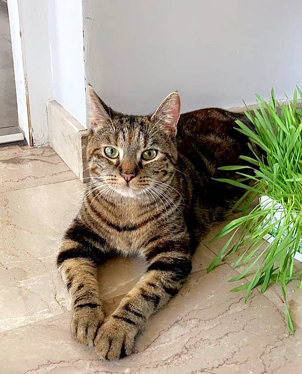 Tatanka a rejoint le concours — aidez-le/la à gagner de superbes lots ! carnivore, cat, conifer, domestic_short_haired_cat, eye, felidae, fur, grass, groundcover, herb, herbaceous_plant, paw, plant, sitting, small_to_medium_sized_cats, snout, tail, terrestrial_animal, terrestrial_plant, whiskers