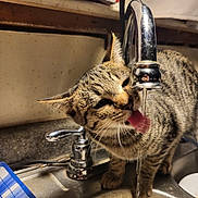 Ellie joined the competition — help win amazing prizes! animal, cat, closeup, countertop, curious, domestic_cat, drinking, ears, faucet, household, indoor, kitchen, metal, pet, reflection, sink, tabby_cat, tongue, water, whiskers