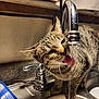 animal, cat, closeup, countertop, curious, domestic_cat, drinking, ears, faucet, household, indoor, kitchen, metal, pet, reflection, sink, tabby_cat, tongue, water, whiskers