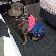 Freya Ann Ellis is registered to the contest to win money with this photo: dog, pet, clothing, dress, indoor, carpet, bed, chair, furniture, collar, black_dog, brown_dog, sitting, animal, domestic_animal, canine, fashion, accessory, home, room
