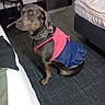 dog, pet, clothing, dress, indoor, carpet, bed, chair, furniture, collar, black_dog, brown_dog, sitting, animal, domestic_animal, canine, fashion, accessory, home, room