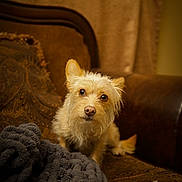 Canela joined the competition — help win amazing prizes! animal, blanket, brown_fur, companion, couch, cozy, curious, cute, dog, ears, fur, furniture, home, indoor, looking_up, pet, portrait, sitting, snug, warm_lighting